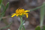 Bushy seaside tansy